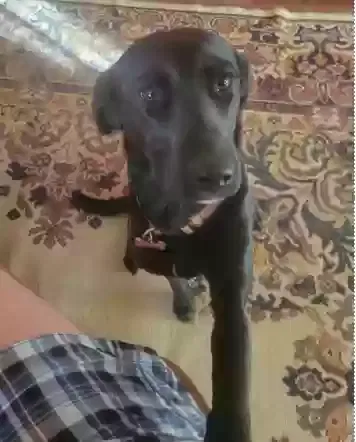 Lost dog in Greeley, CO, 80631