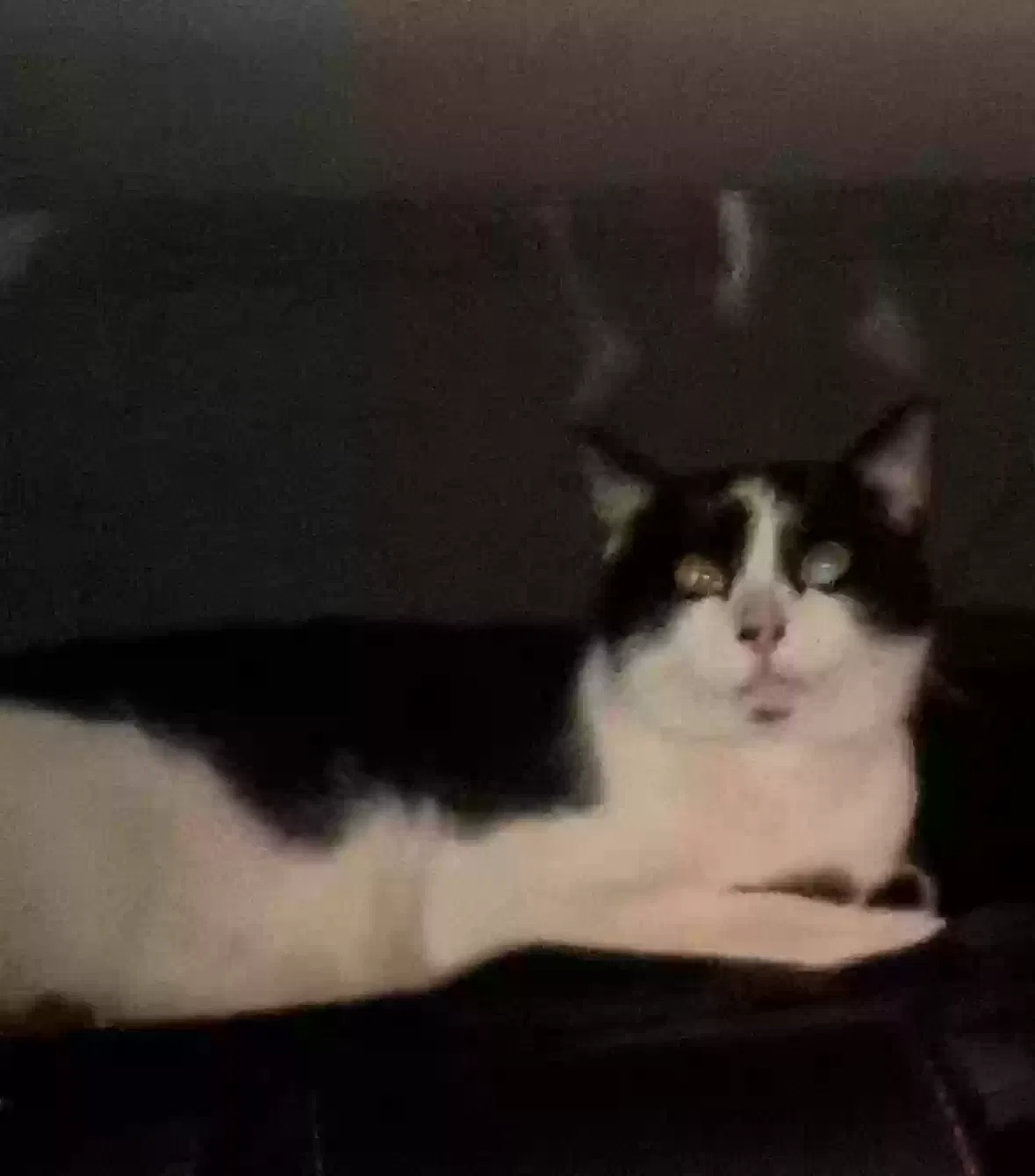 Lost cat in Fort Lauderdale, FL, 33317