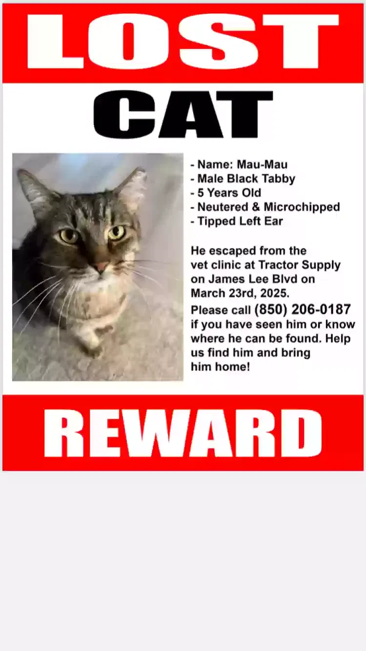 Lost cat in Crestview, FL, 32536