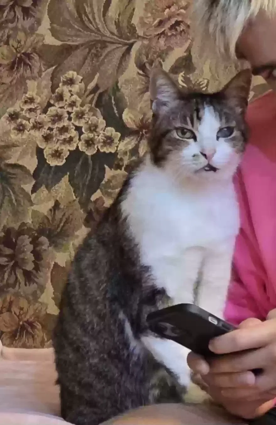 Lost cat in Kalamazoo, MI, 49009