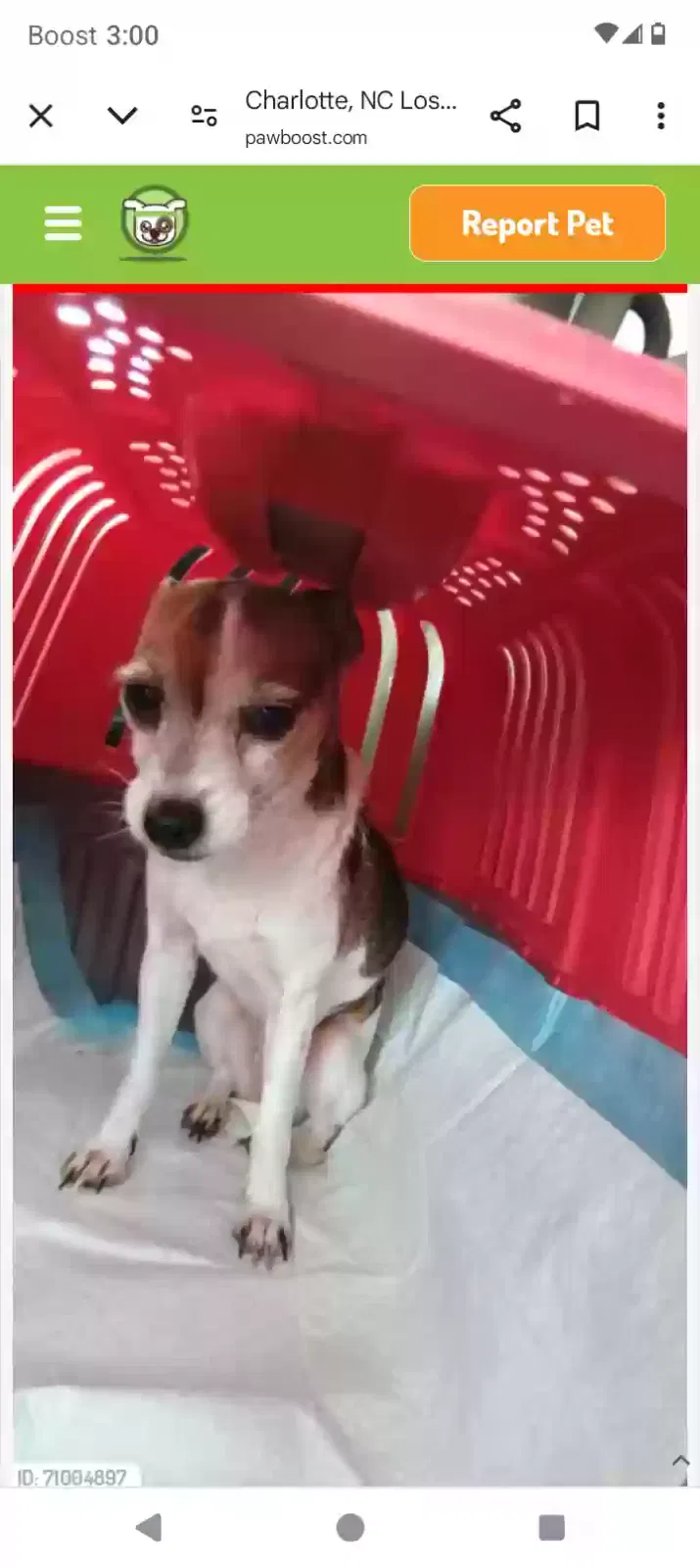 Lost dog in Monroe, NC, 28112