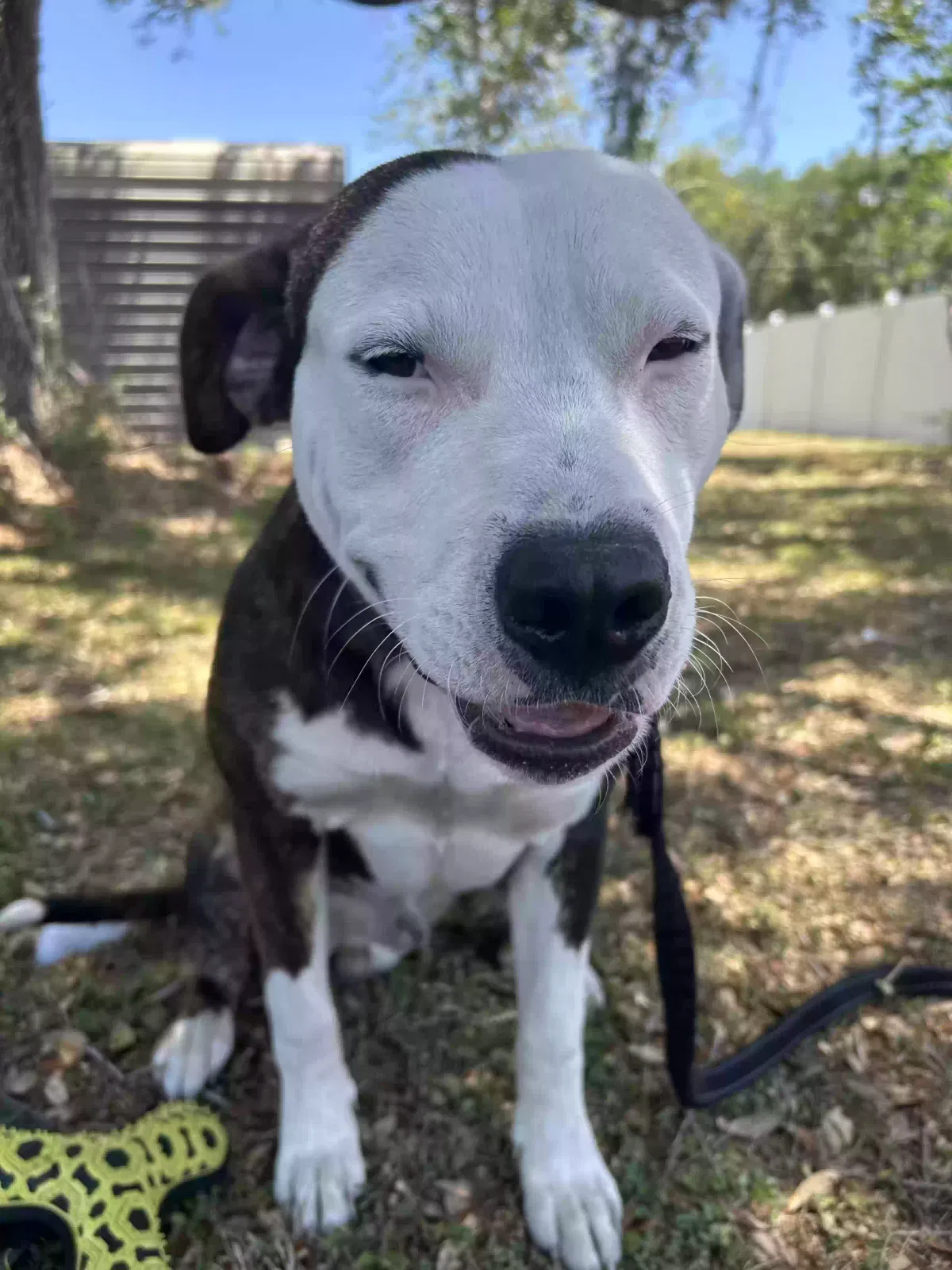 Found dog in Zephyrhills, FL, 33540