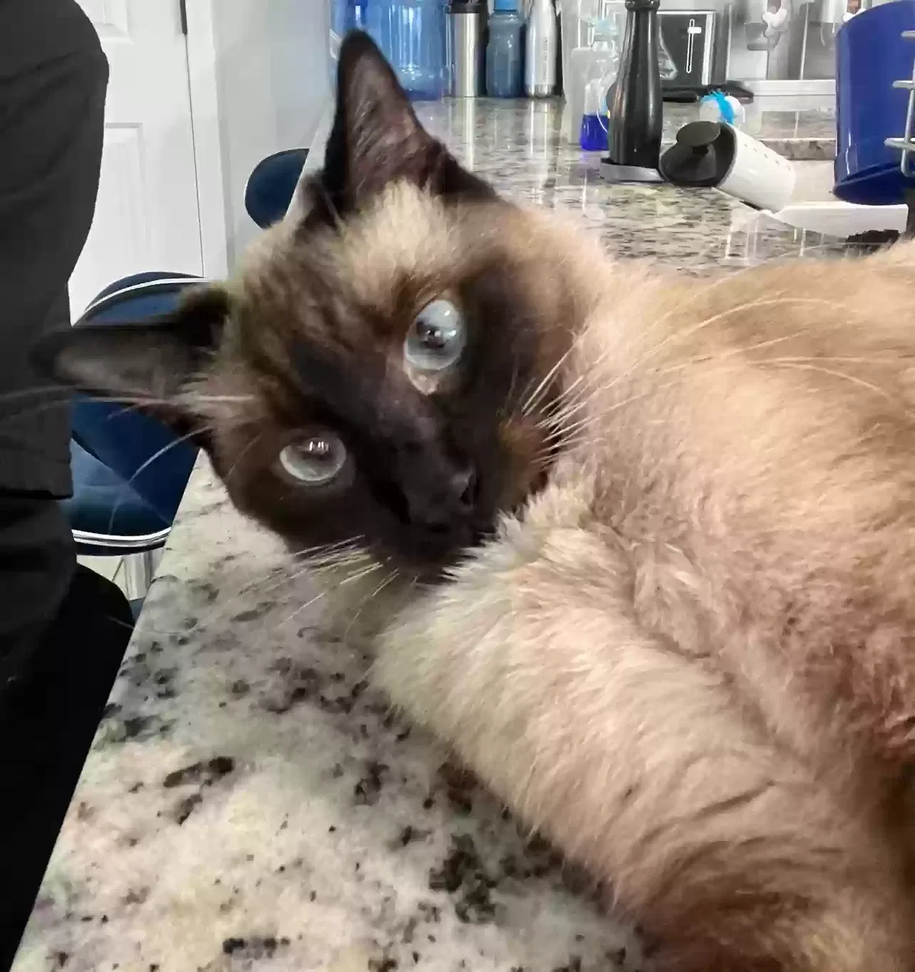 Lost cat in El Paso, TX, 79928