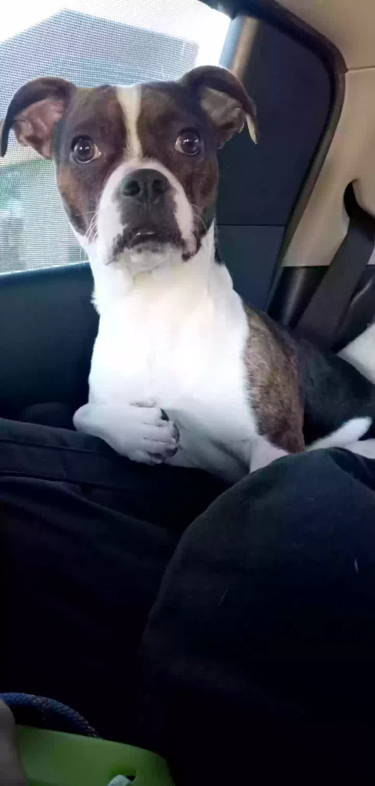 Lost dog in Apache Junction, AZ, 85119