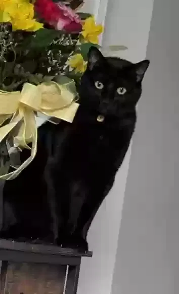 Lost cat in Burlington, NC, 27217