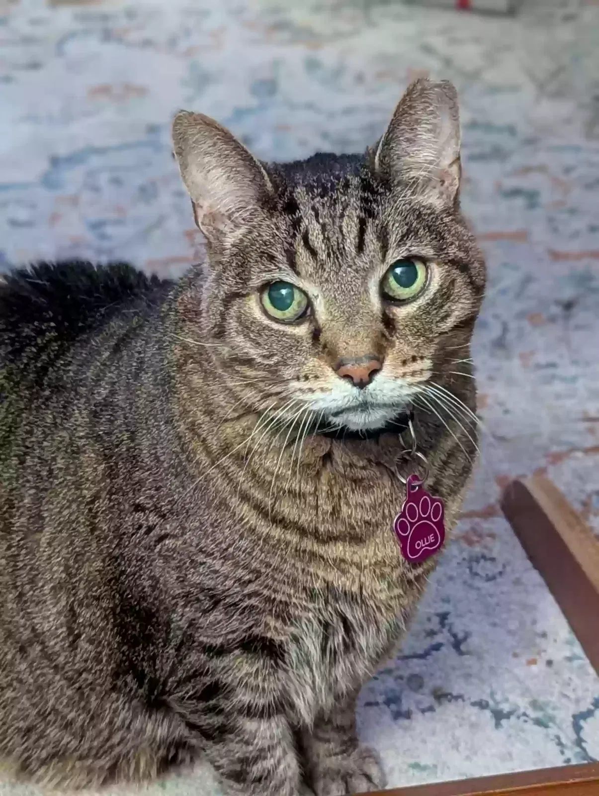 Lost cat in Norfolk, VA, 23503