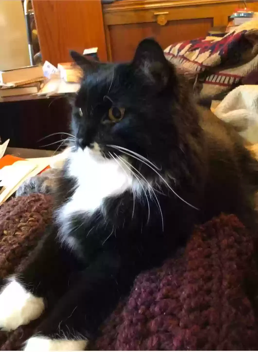 Lost cat in Cincinnati, OH, 45209
