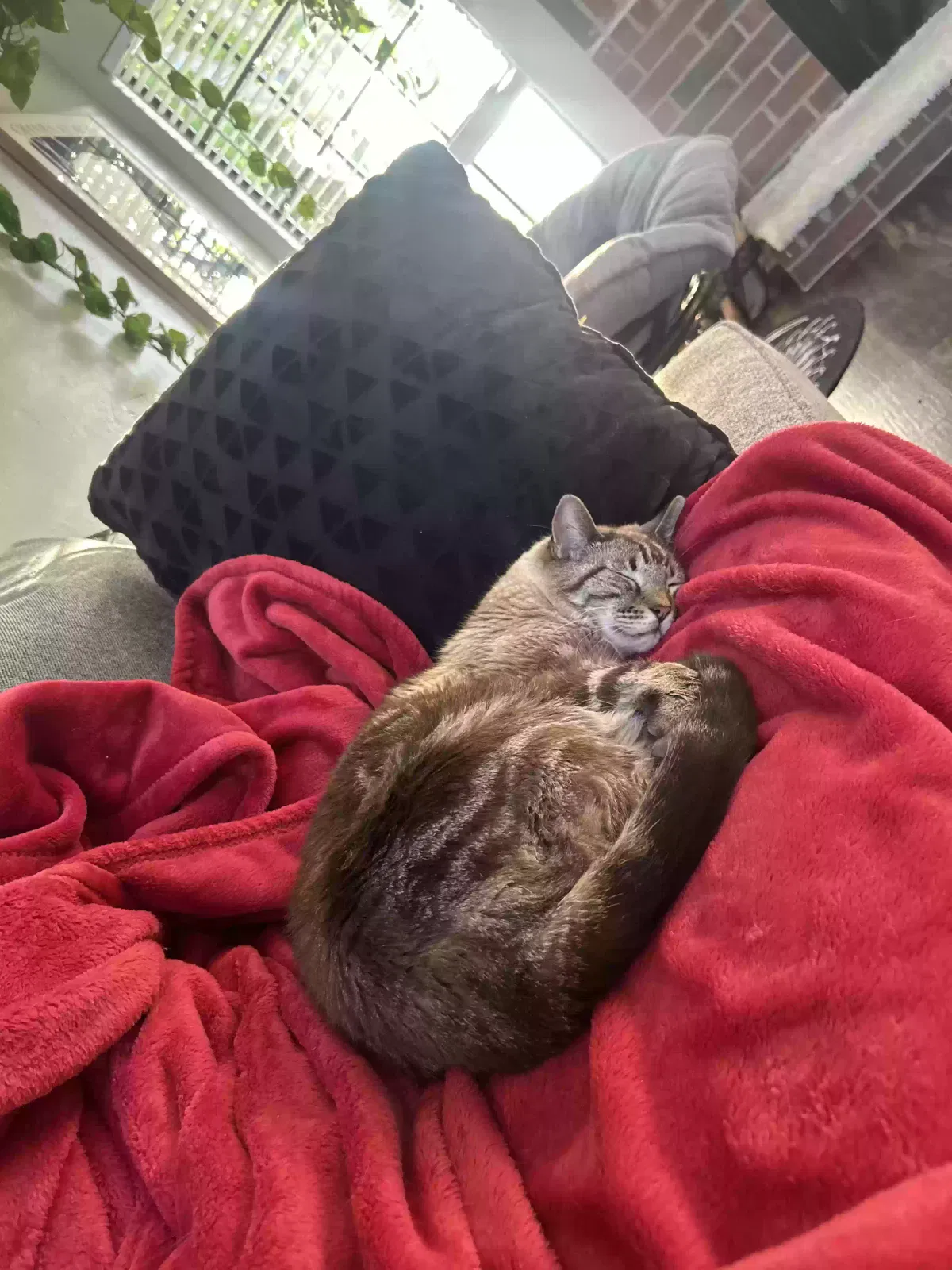 Lost cat in Plano, TX, 75023