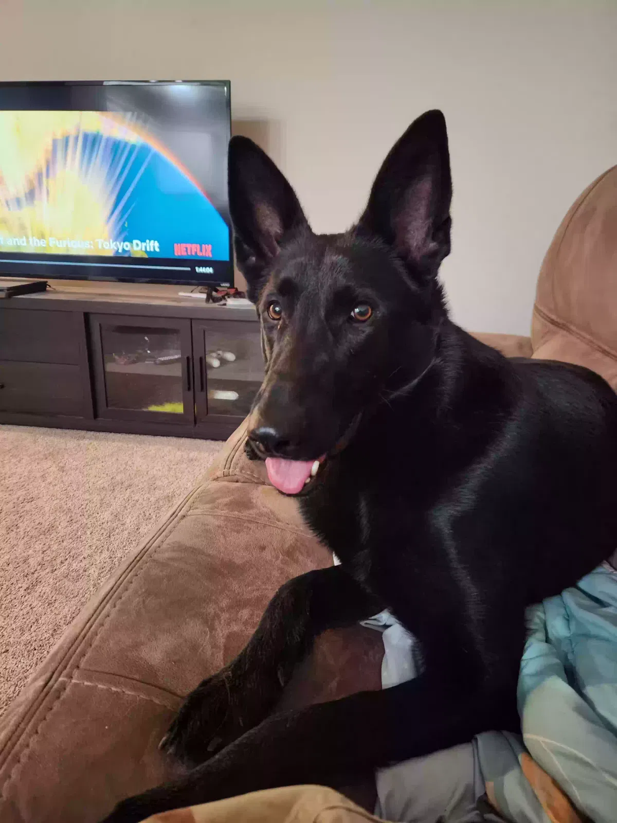 Lost dog in Eva, AL, 35621