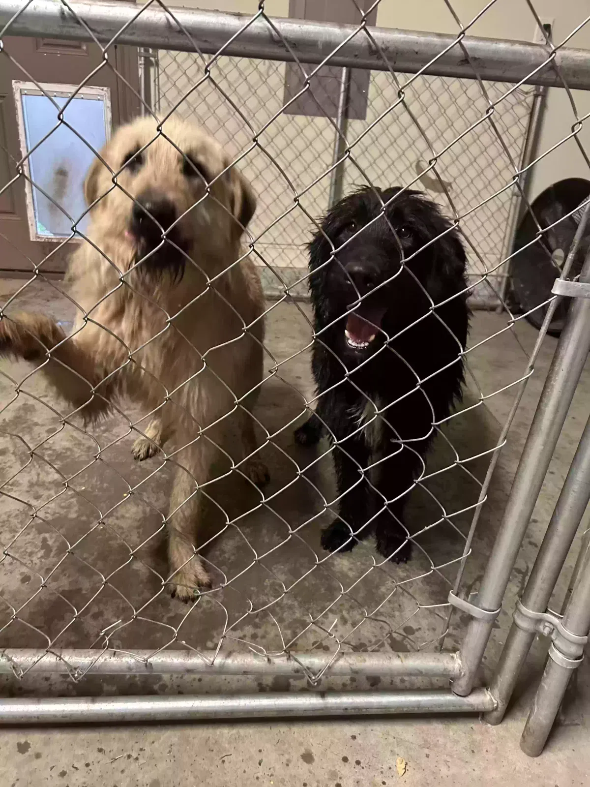 Found dog in Broken Arrow, OK, 74014