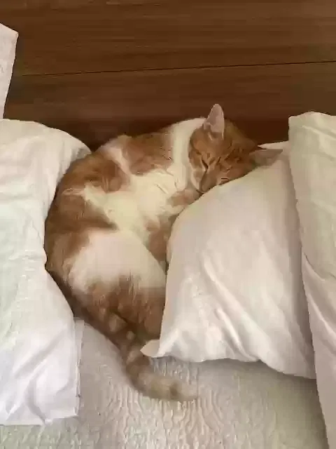 Lost cat in Tulsa, OK, 74114