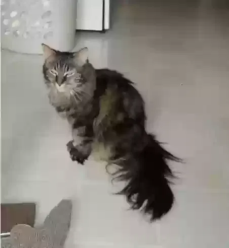 Lost cat in Milwaukee, WI, 53228