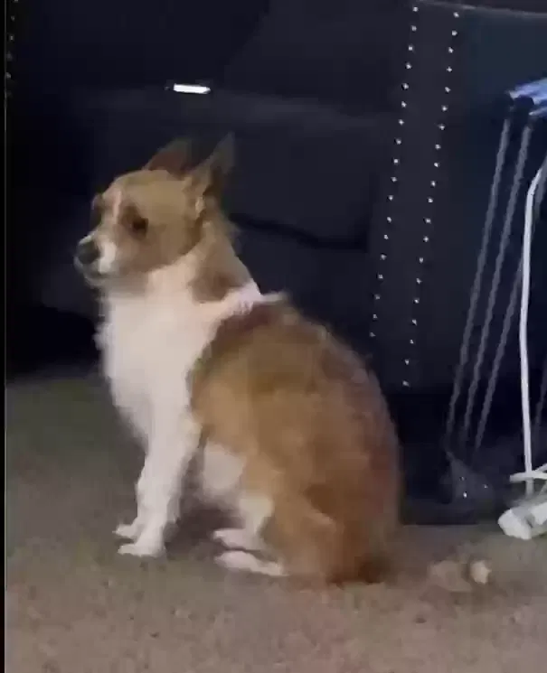 Lost dog in Las Vegas, NV, 89121