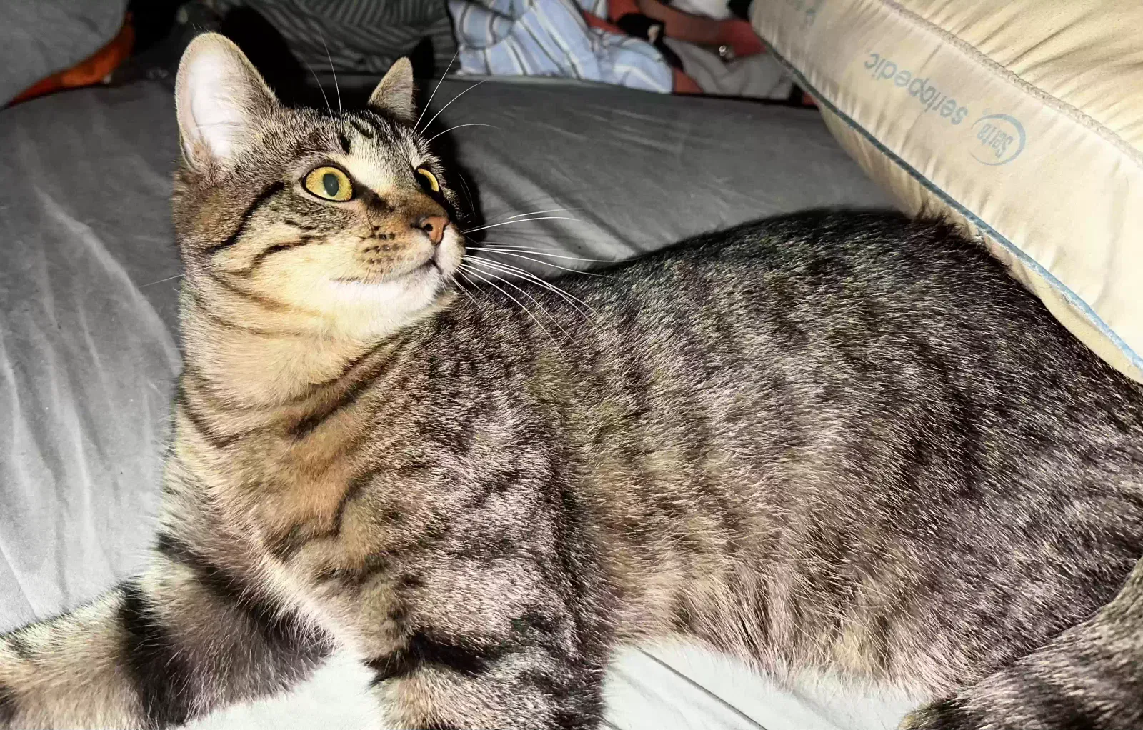 Lost cat in Shreveport, LA, 71107