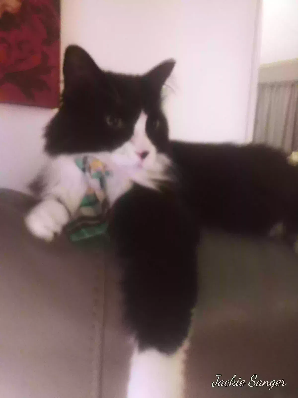 Lost cat in Madison, WI, 53704