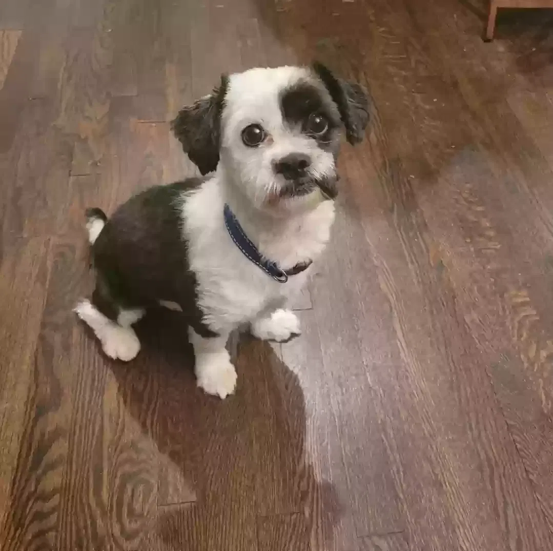Lost dog in Baltimore, MD, 21206