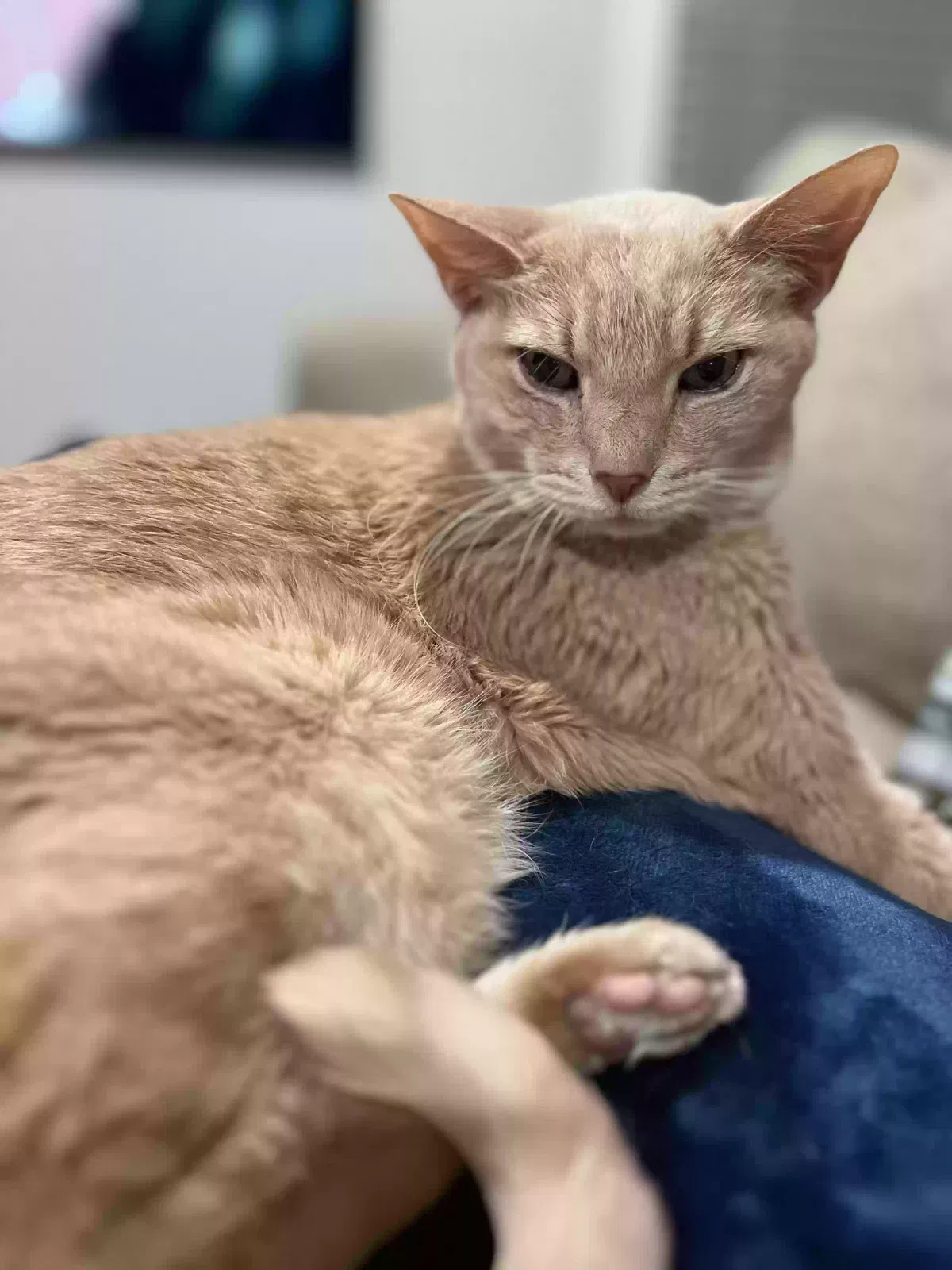 Lost cat in Richmond, VA, 23230