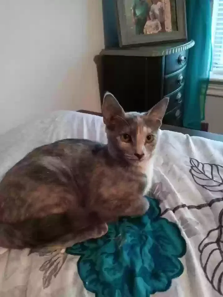 Lost cat in Alvin, TX, 77511
