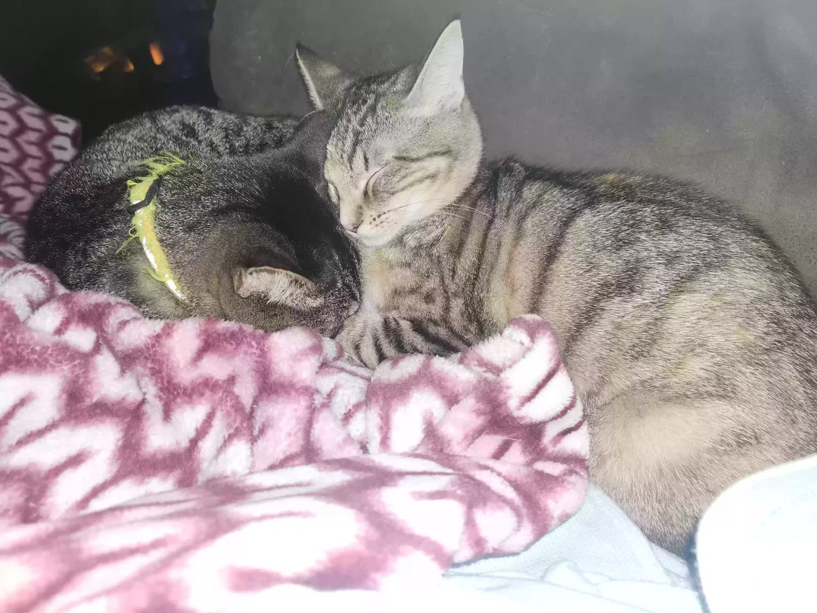 Lost cat in Alvin, TX, 77511
