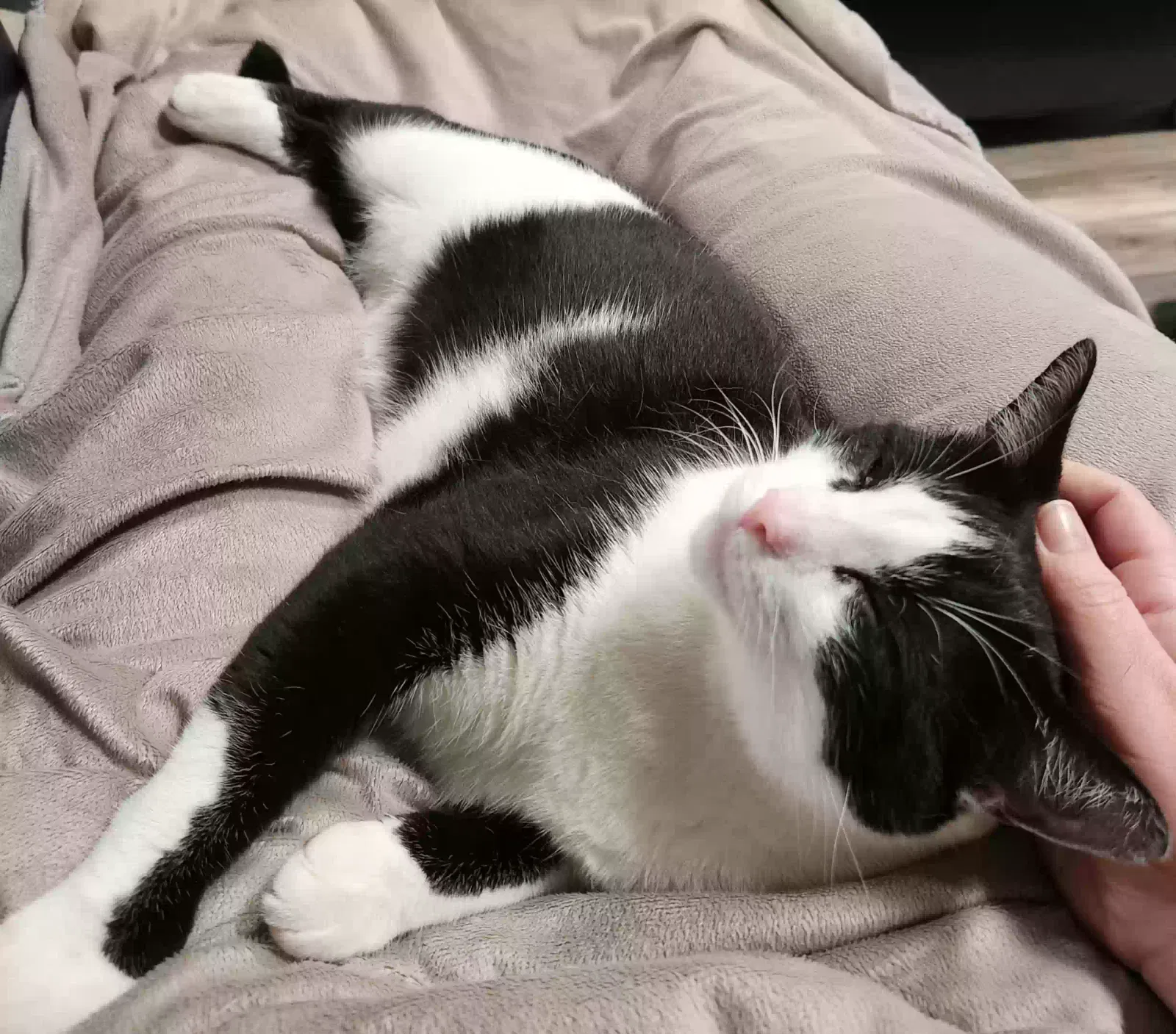 Lost cat in Georgetown, TX, 78628