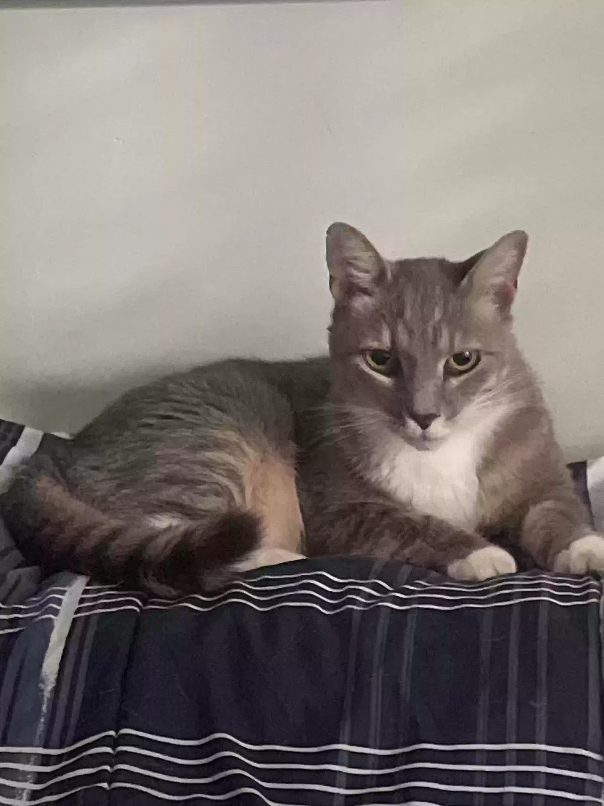 Lost cat in Henrico, VA, 23233