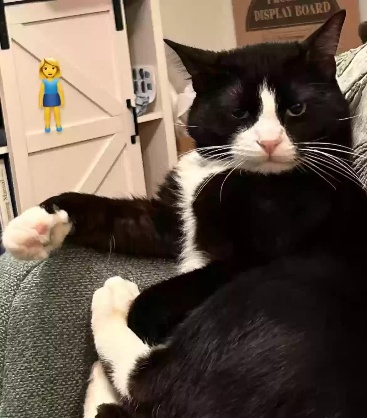 Lost cat in Fort Worth, TX, 76108