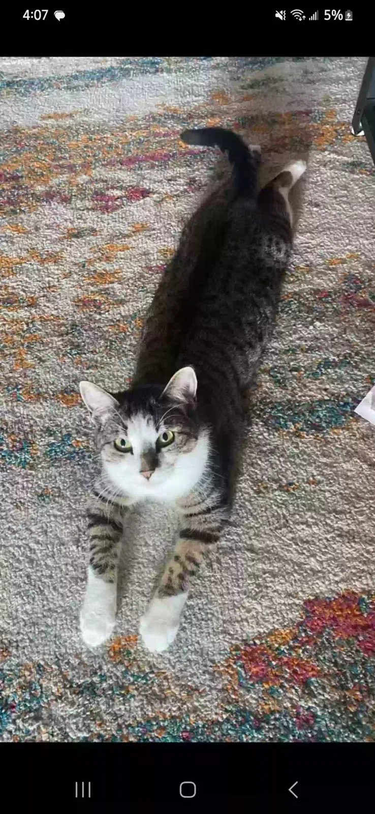 Lost cat in Denton, TX, 76205