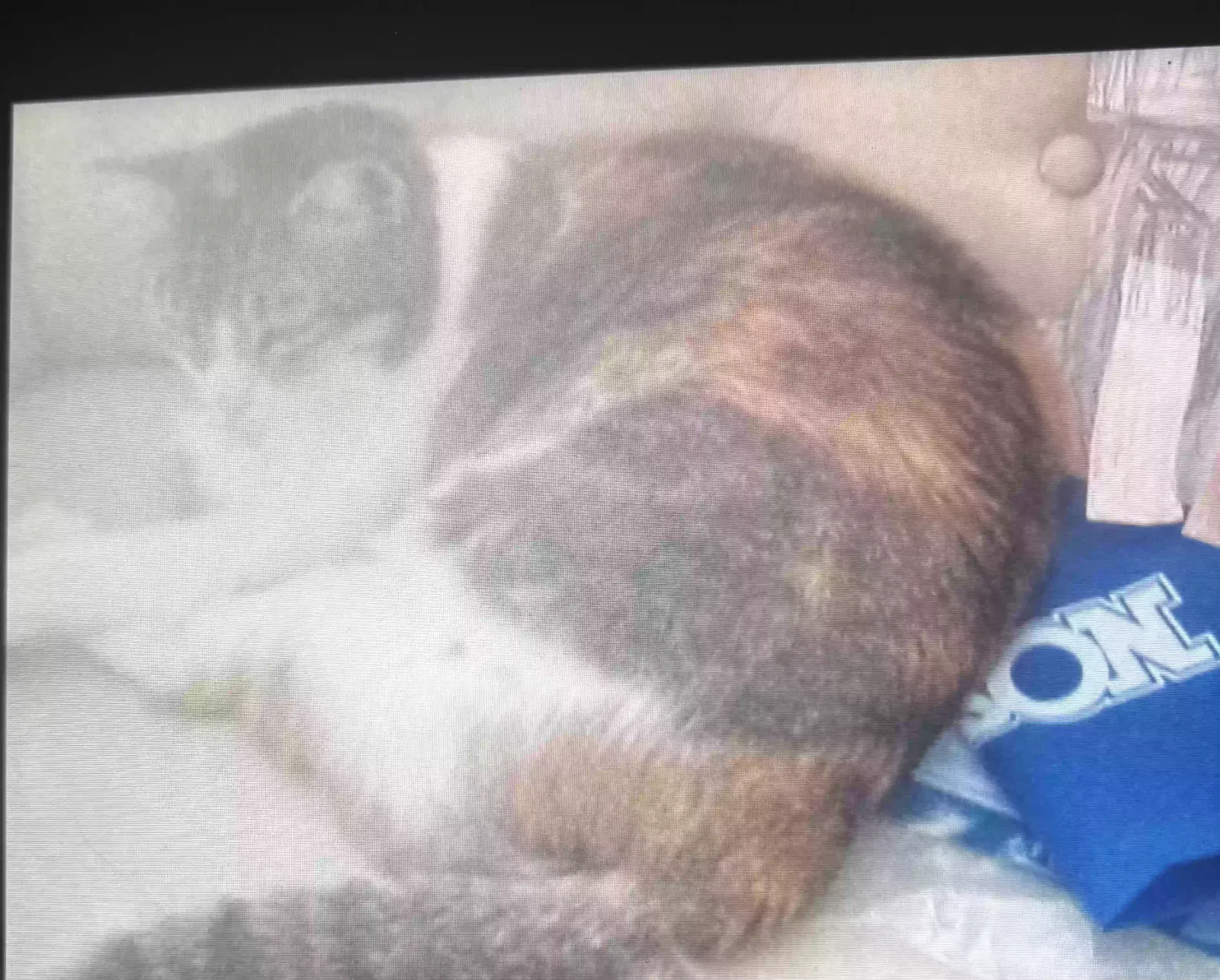 Lost cat in Spring, TX, 77389