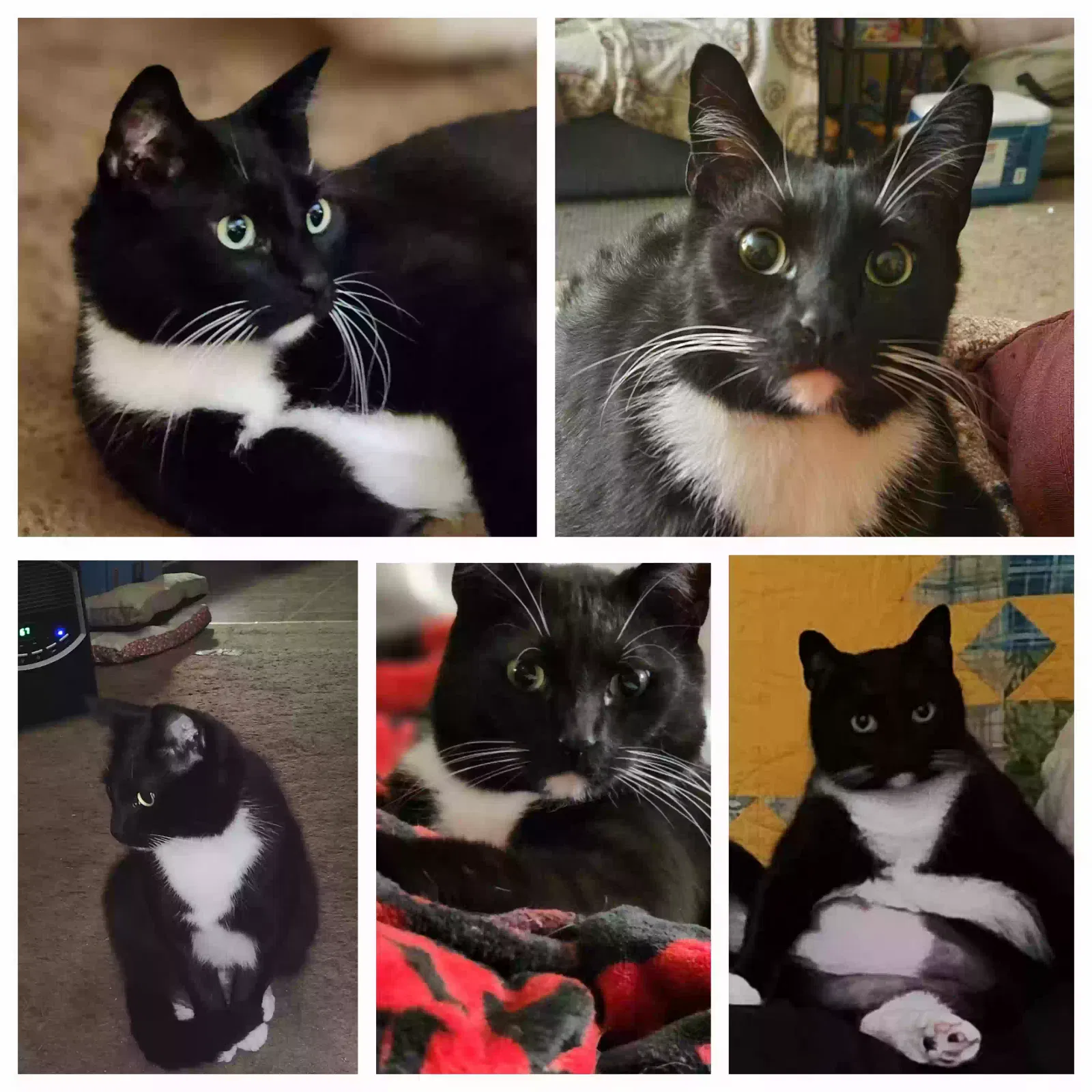 Lost cat in Sims, NC, 27880