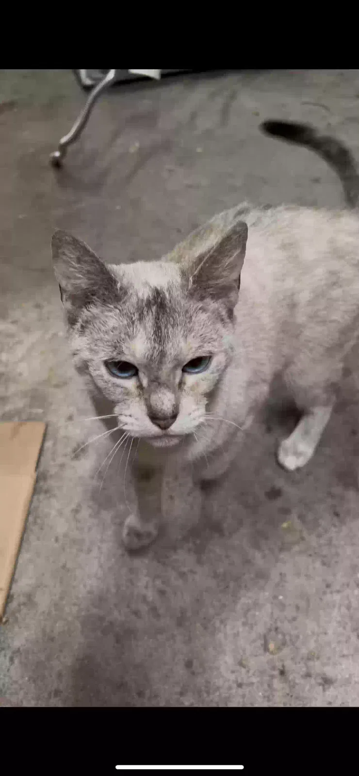 Found cat in North Hollywood, CA, 91606