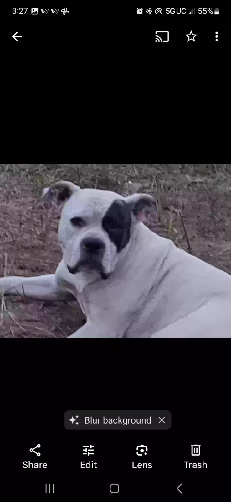 Lost dog in Decatur, TX, 76234