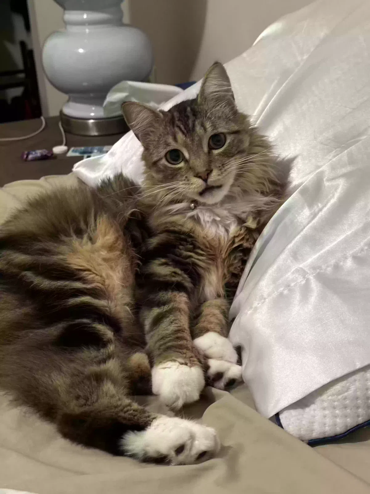 Lost cat in Fairport, NY, 14450