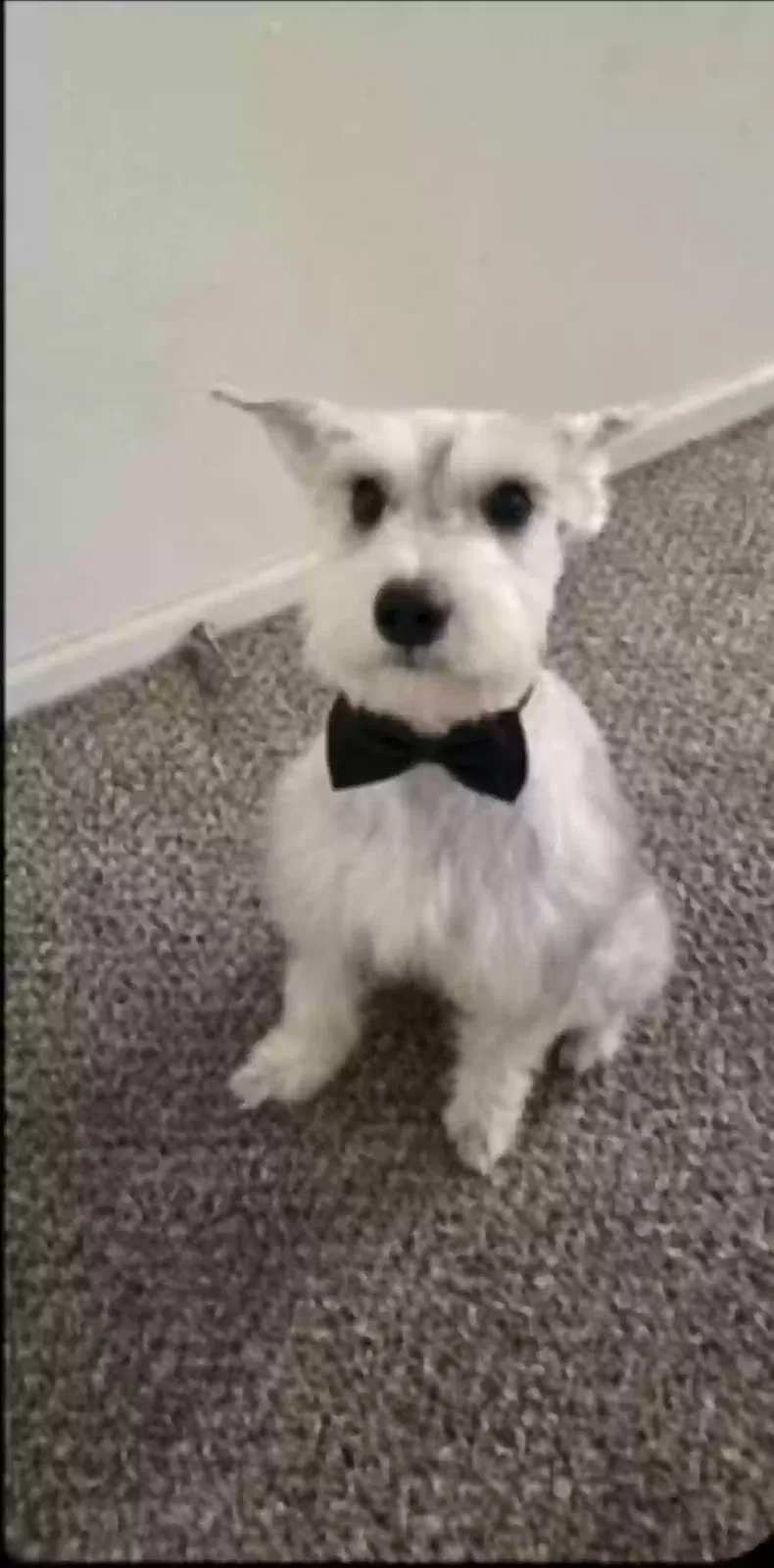 Lost dog in El Paso, TX, 79901
