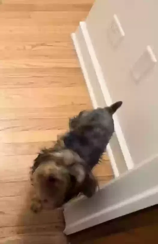 Lost dog in Chicago, IL, 60655