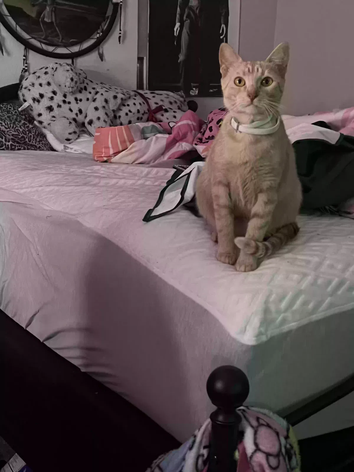 Lost cat in San Antonio, TX, 78254