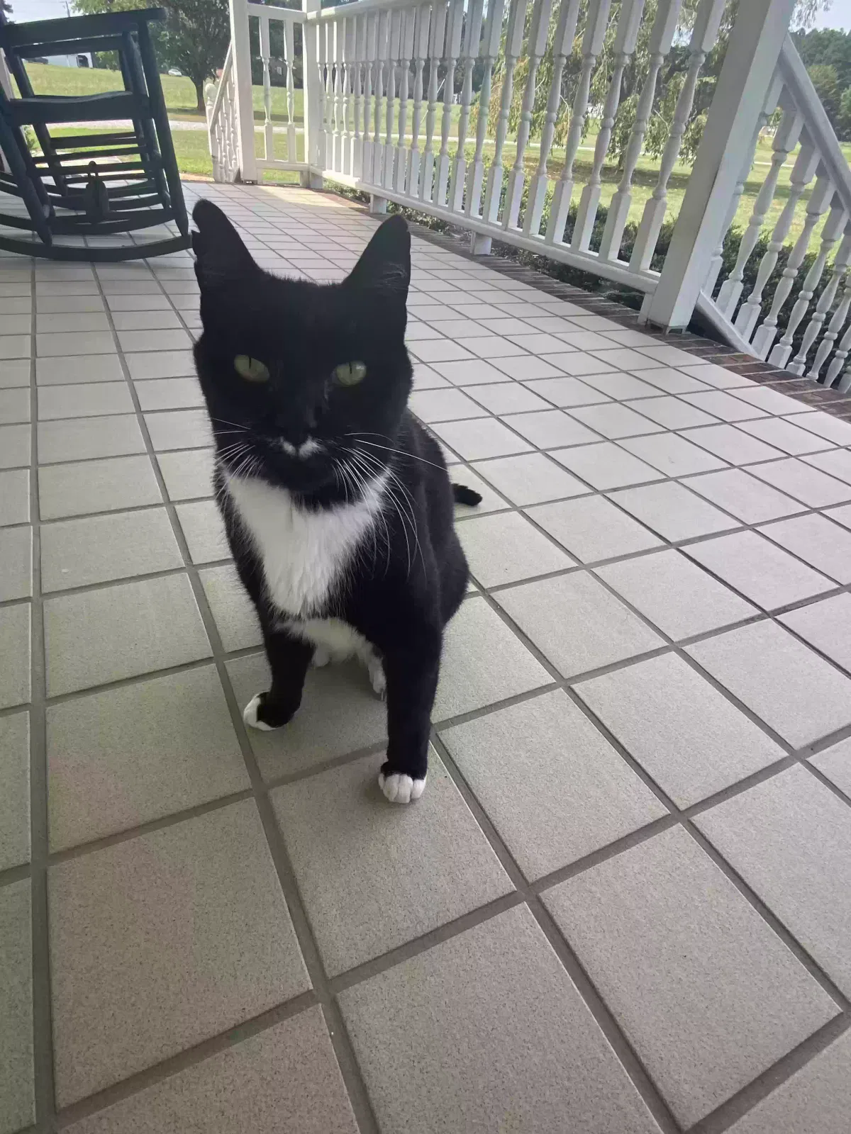 Lost cat in Kittrell, NC, 27544
