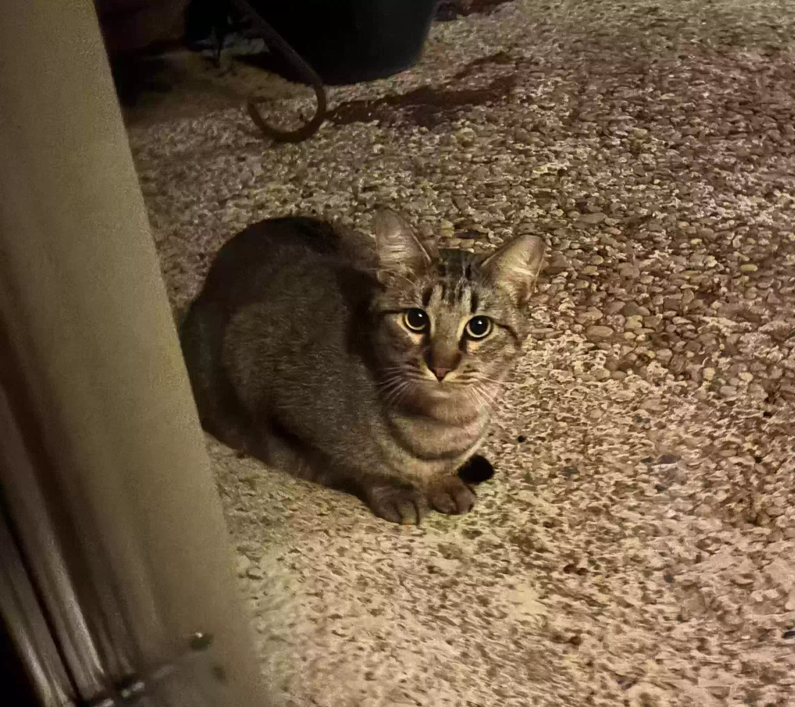 Lost cat in Dallas, TX, 75243
