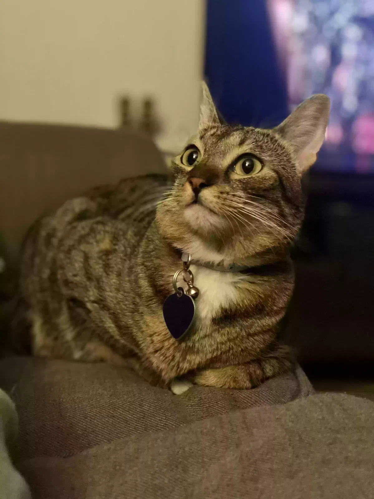 Lost cat in Rancho Cordova, CA, 95670