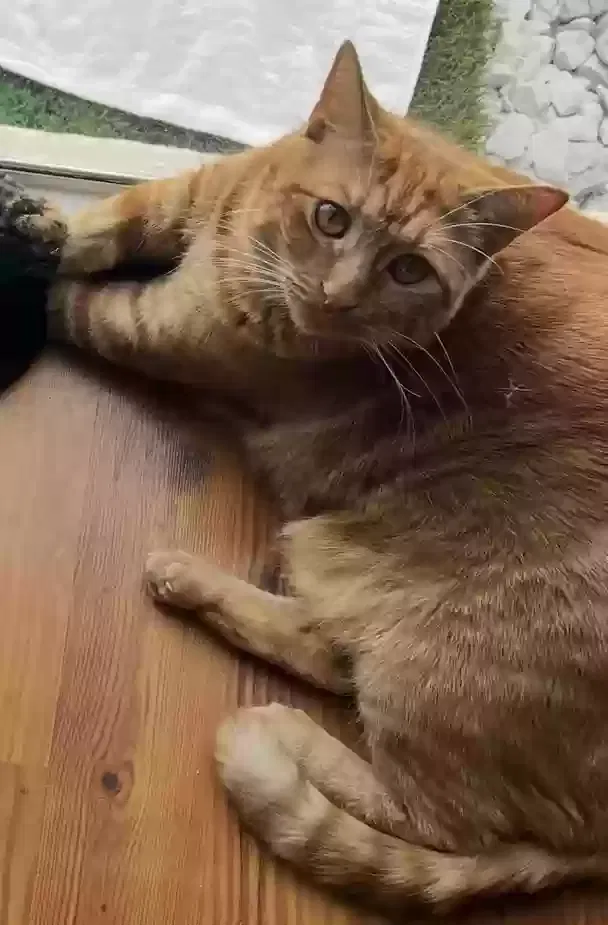 Lost cat in Pembroke Pines, FL, 33024