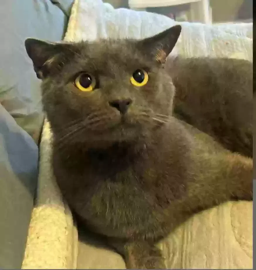 Lost cat in Bryn Mawr, PA, 19010