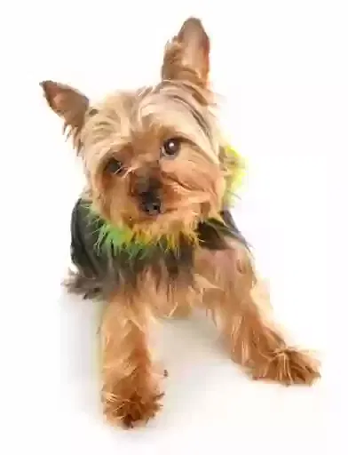 Lost dog in Inkster, MI, 48141