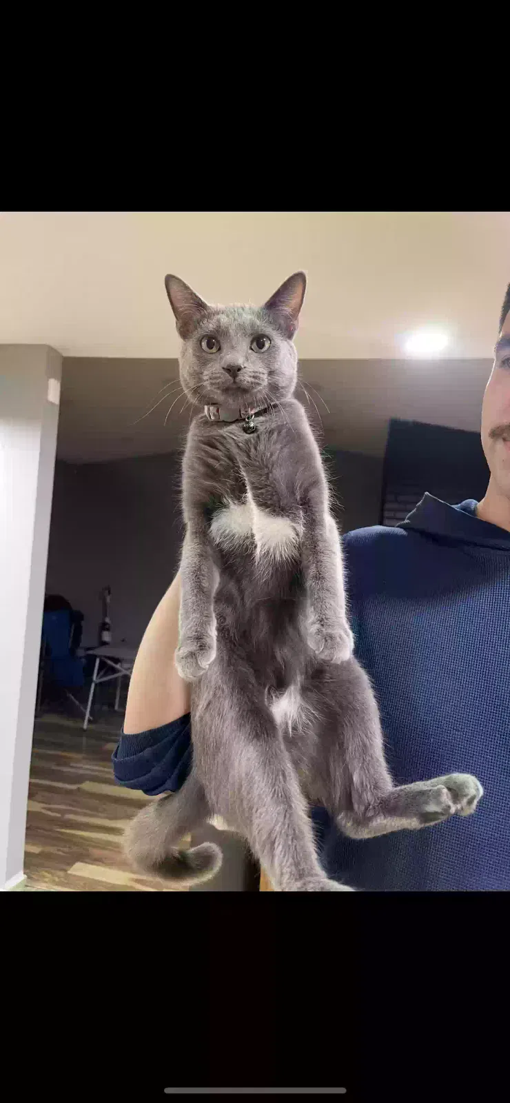 Lost cat in Phoenix, AZ, 85037