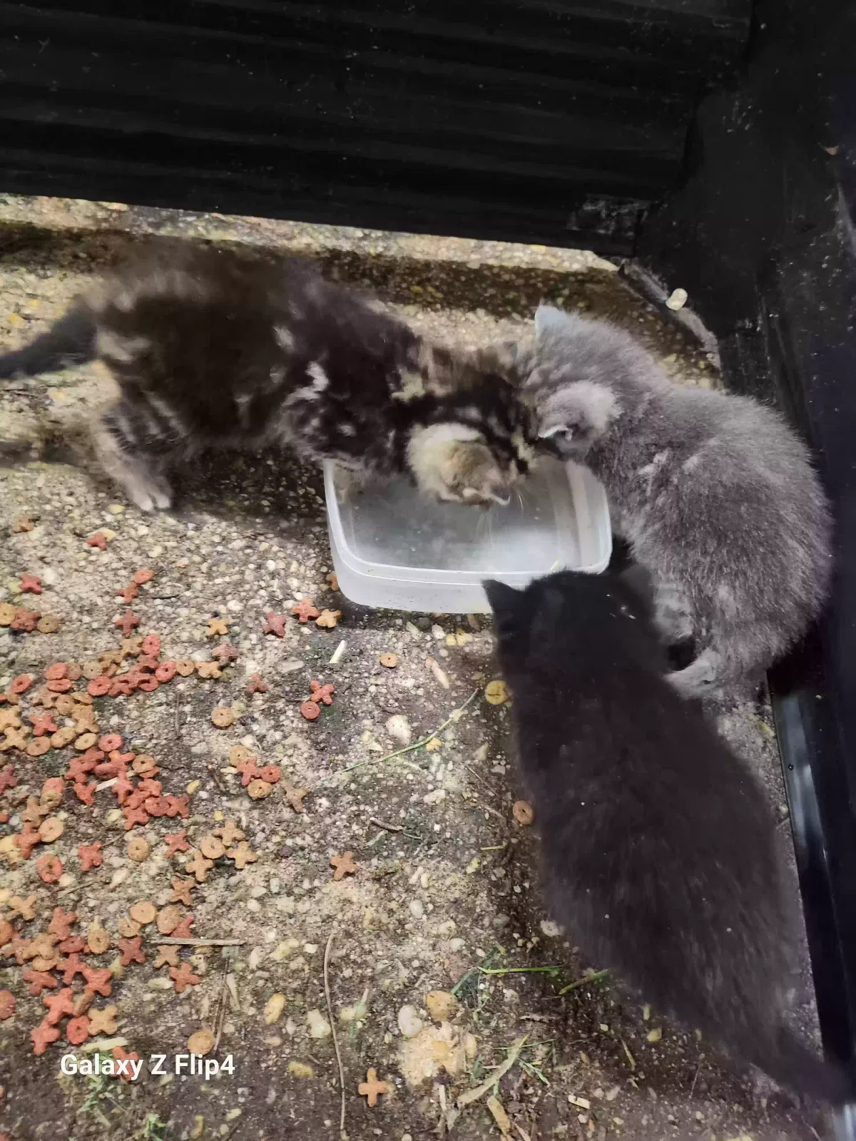 Found cat in Erwin, NC, 28339