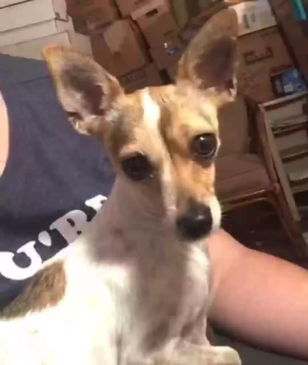 Lost dog in Lake Elsinore, CA, 92530