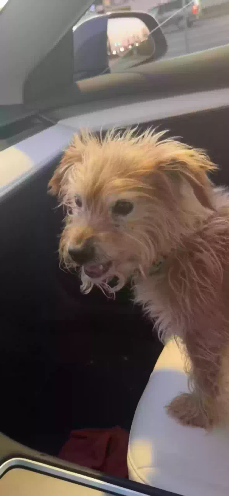 Lost dog in Temple, PA, 19560