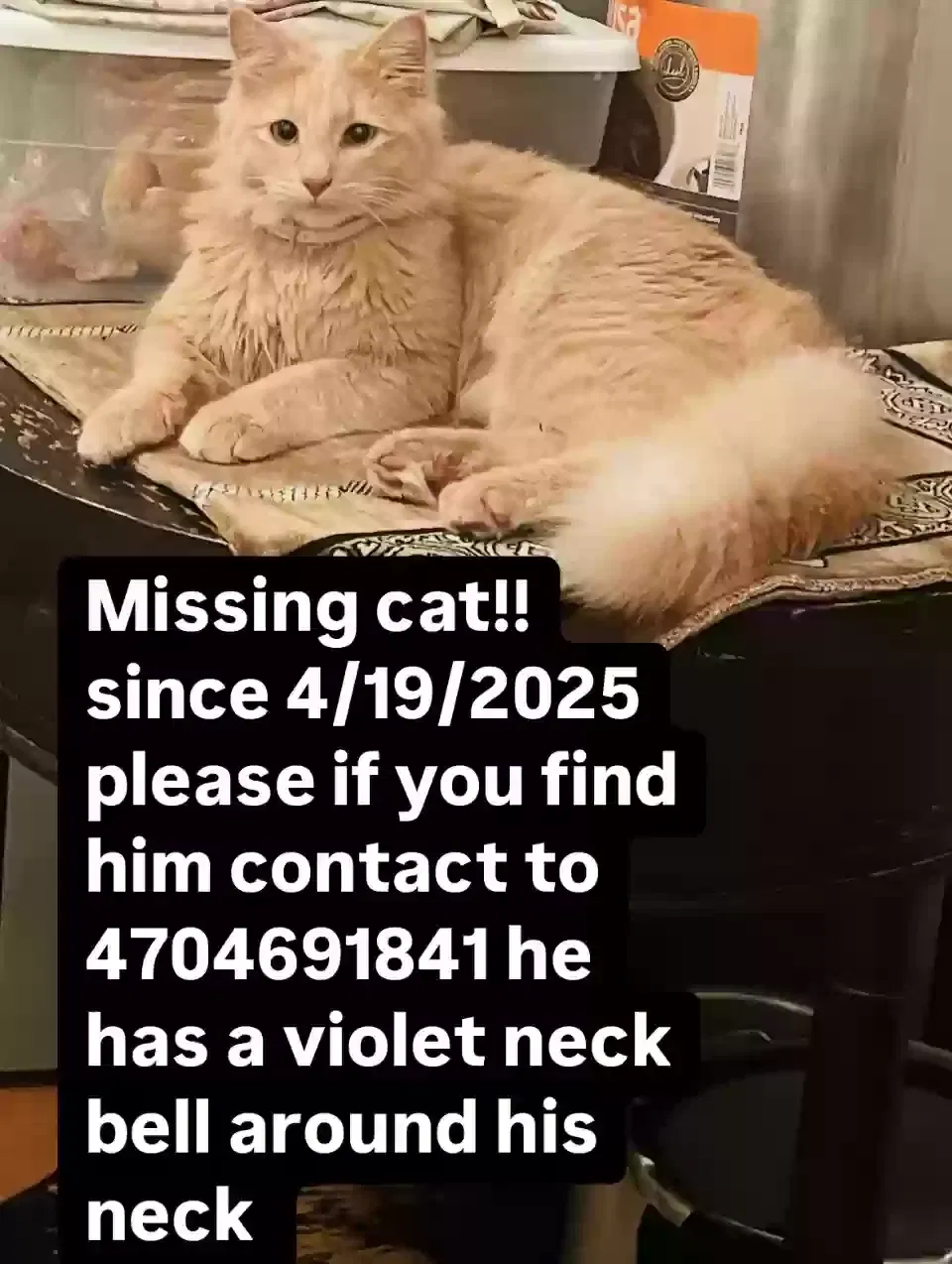 Lost cat in Tucker, GA, 30084