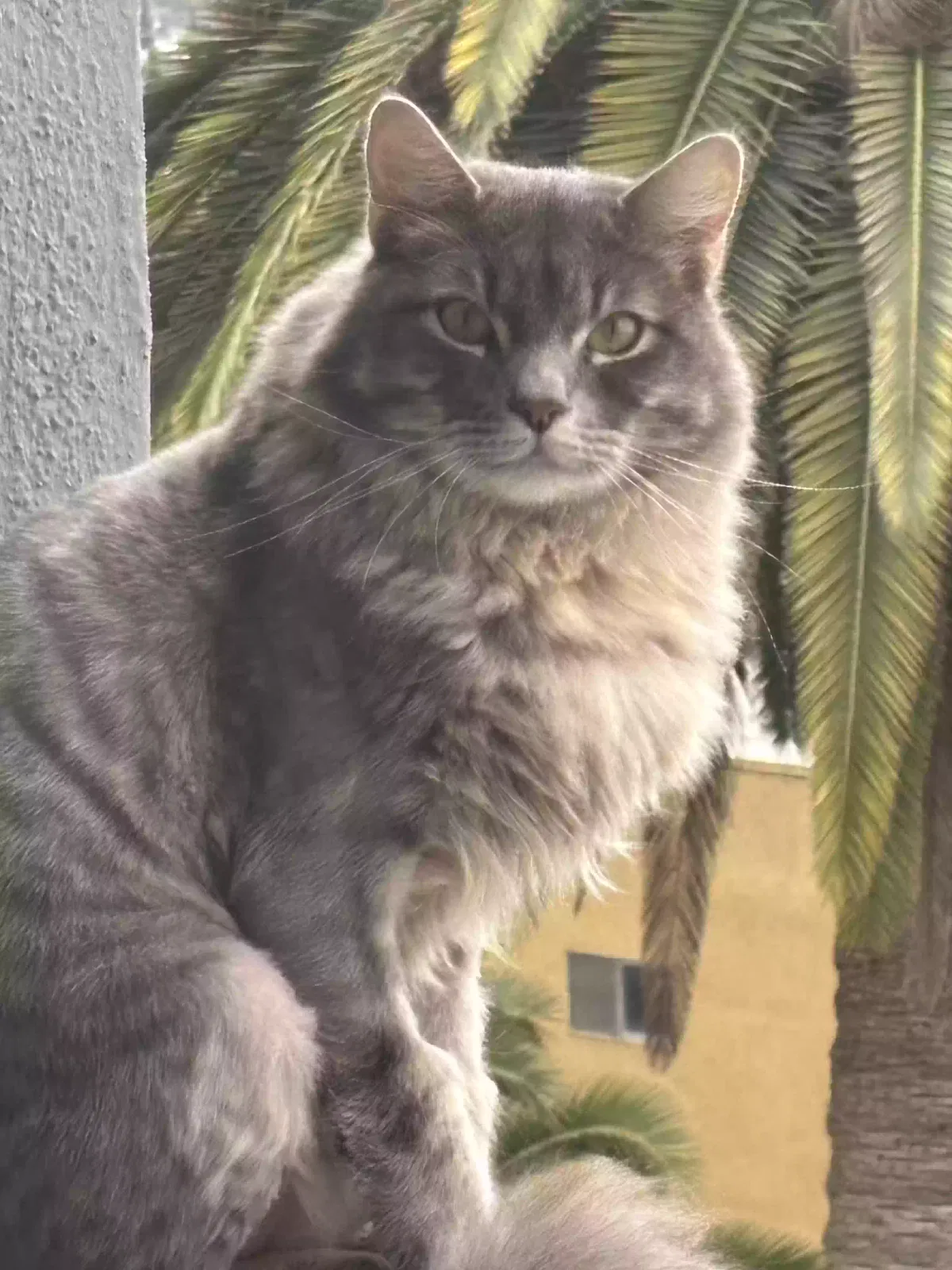 Lost cat in West Hollywood, CA, 90069
