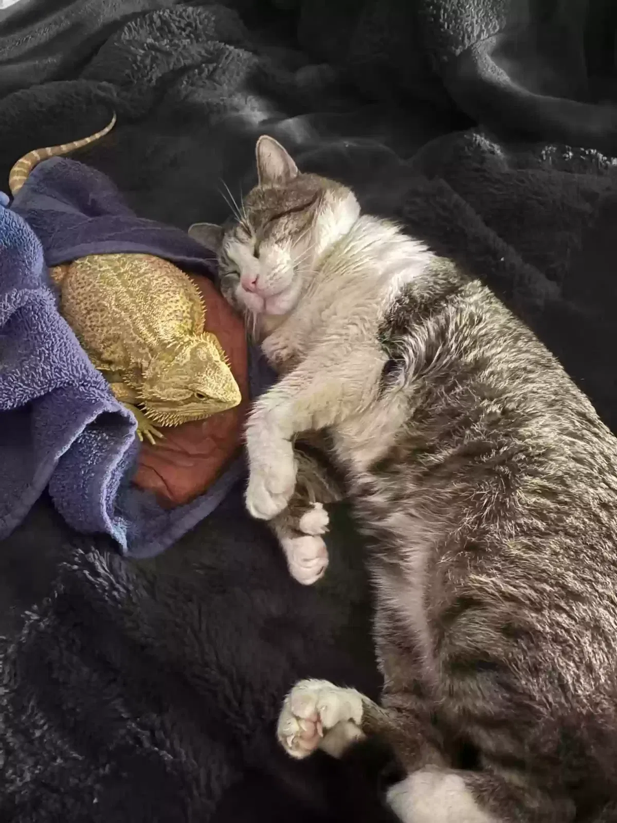 Lost cat in Edmond, OK, 73034