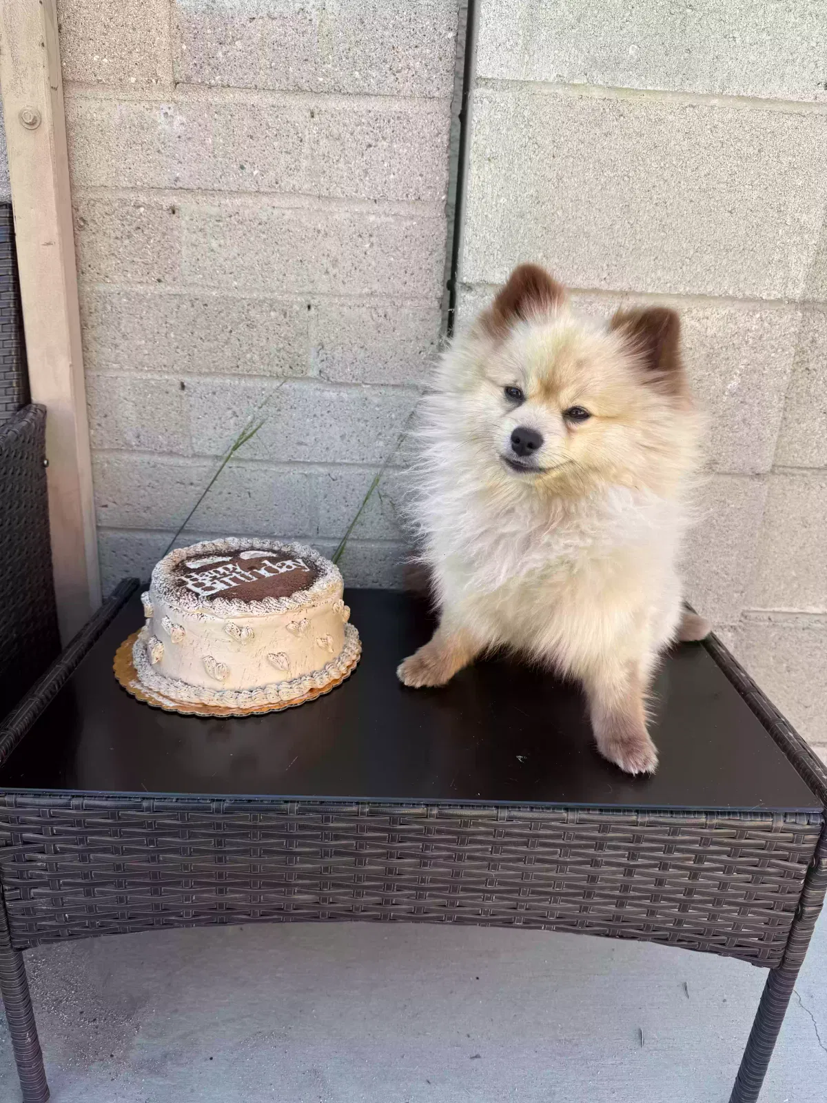 Lost dog in North Hollywood, CA, 91606