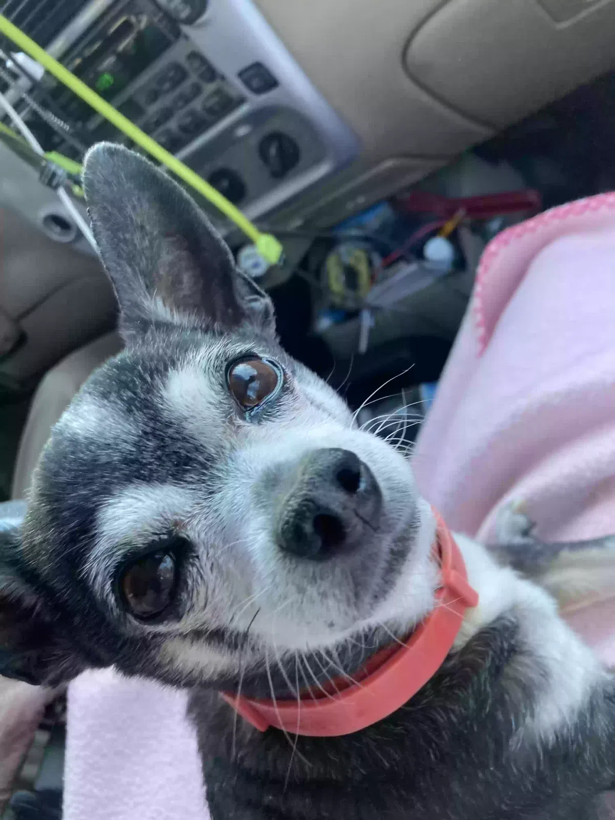 Lost dog in Hendersonville, NC, 28792